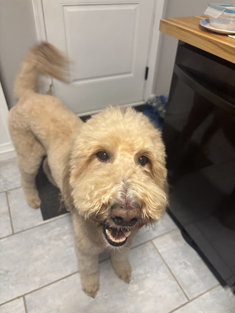 Cream doodle-type dog with a freshly fluffed coat standing on a tiled floor