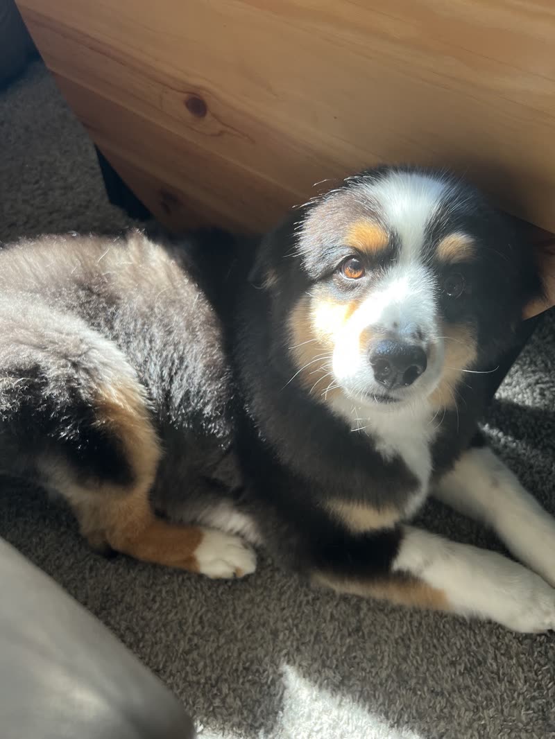 Two brushed-out Australian shepherds lying together on the carpet
