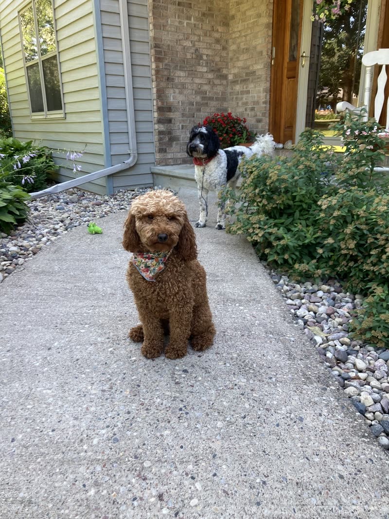 Red poodle mix sitting on a garden path outside a house with a second dog behind