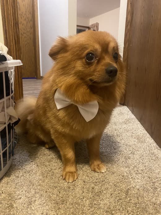 Red-gold Pomeranian sitting neatly after a groom, wearing a cream bow tie