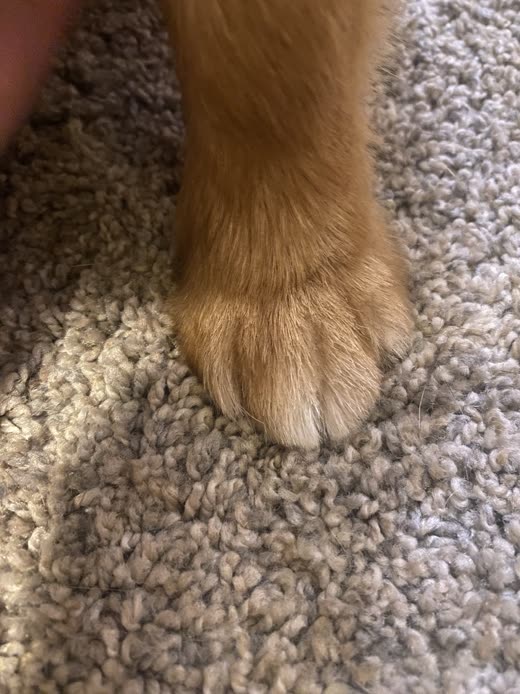 Close-up of a golden dog's paw with trimmed fur and tidy nails