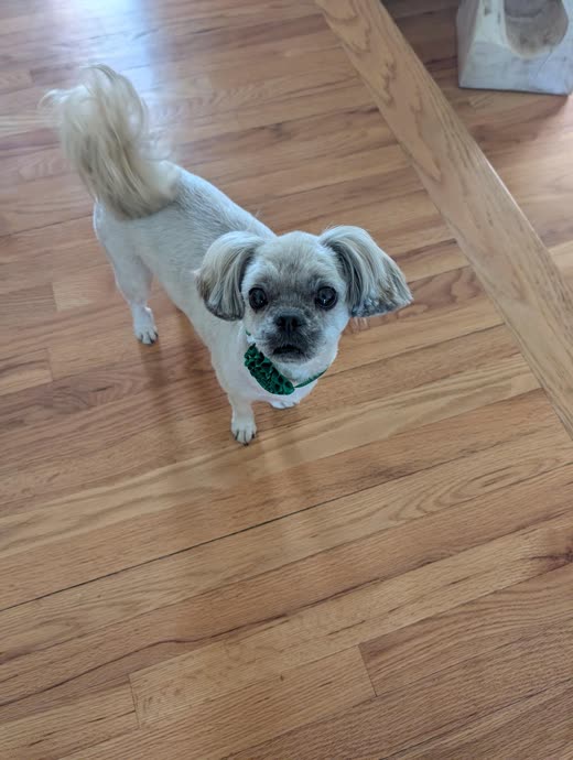 Small white-and-grey Shih Tzu on a wood floor after a short summer clip