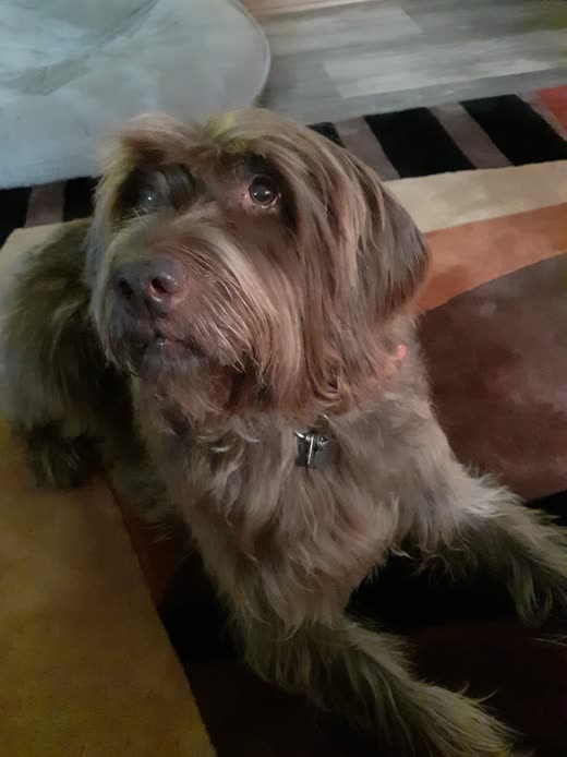 Grey wire-haired terrier indoors with a hand-stripped coat and trimmed face