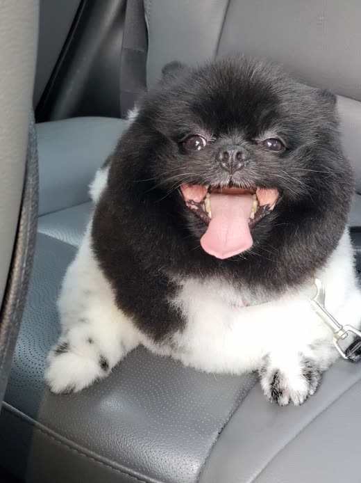Black-and-white Pomeranian with its coat fluffed after a groom, tongue out
